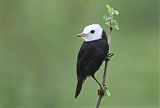 White-headed Marsh Tyrant